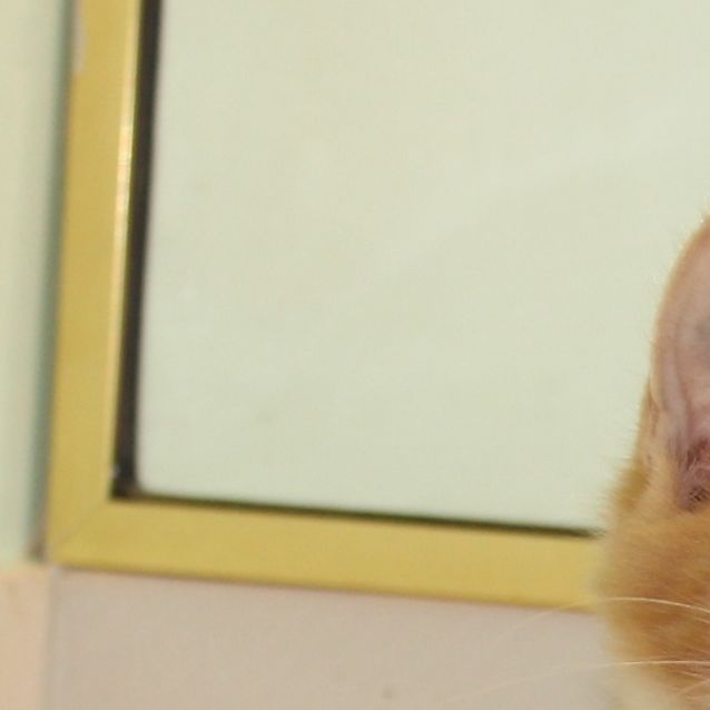 Photo of Rahini **2nd Chance Cat Rescue**