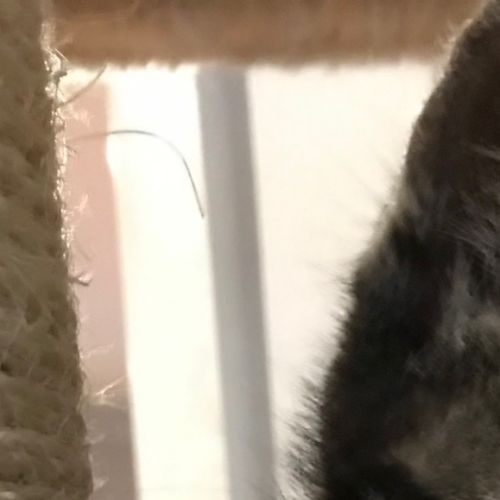 Oscar