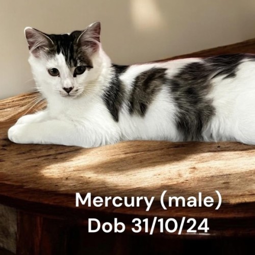 Mercury
