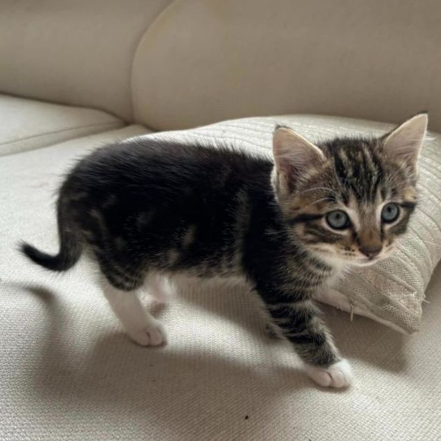 Photo of Boots **2nd Chance Cat Rescue**