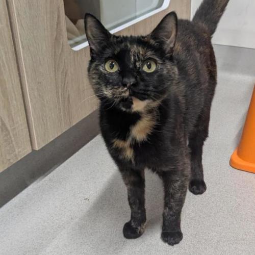 🦦 Damita 6889 🦦