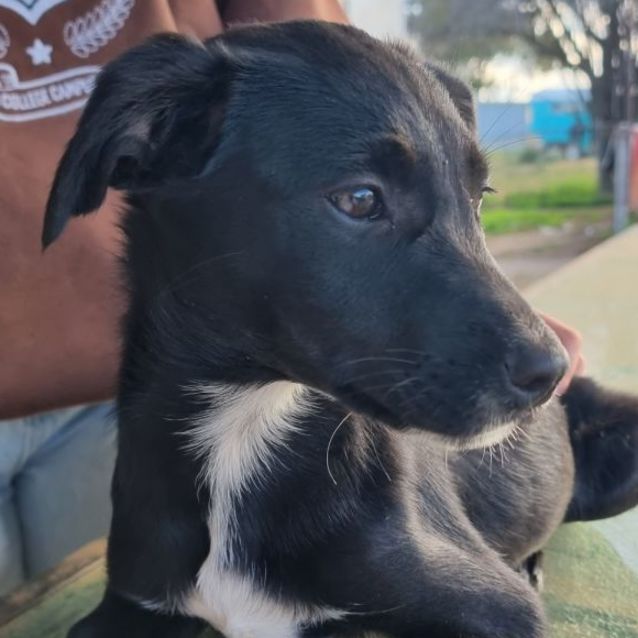 Black kelpie cross border collie discount
