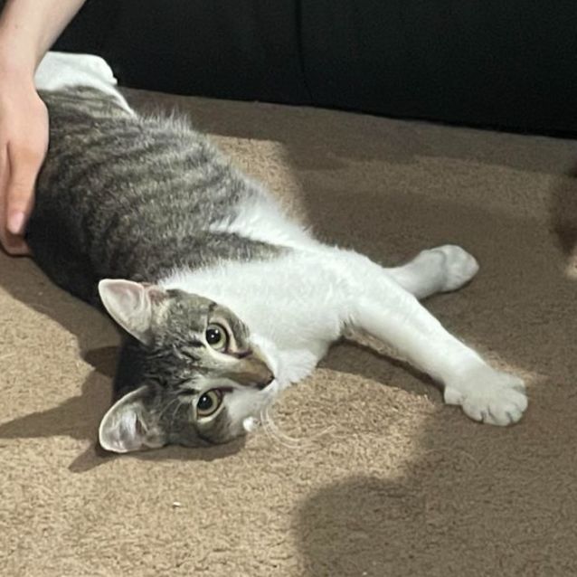 Photo of Xena