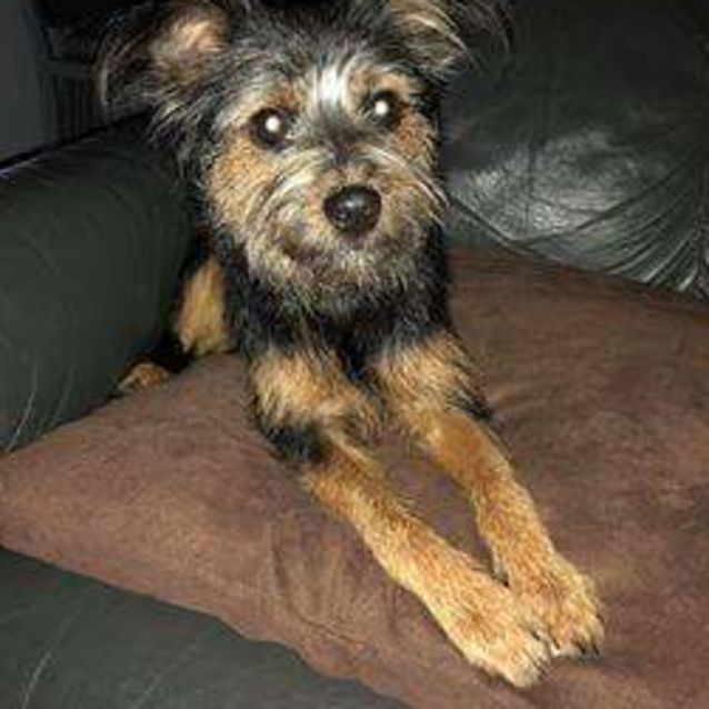 Scruffy D1029 on trial 16/9/18 - Small Male Mixed Breed Dog in WA ...