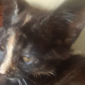 Photo of Deeanne **2nd Chance Cat Rescue**