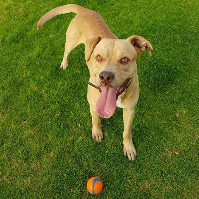 Photo of Baxta Dl2409