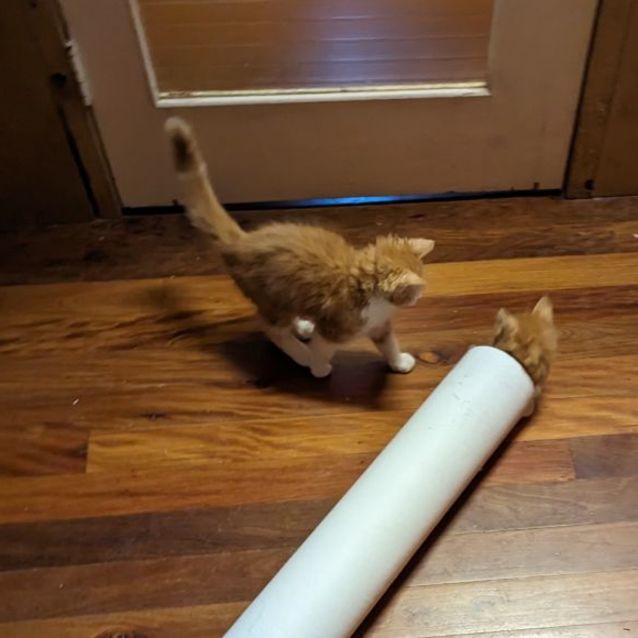 Photo of Spot