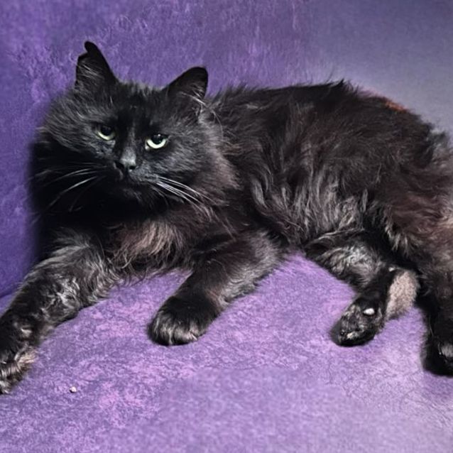 Photo of  Miko 🐈‍⬛