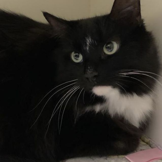 Photo of 🔔 Suzi F02778 🔔