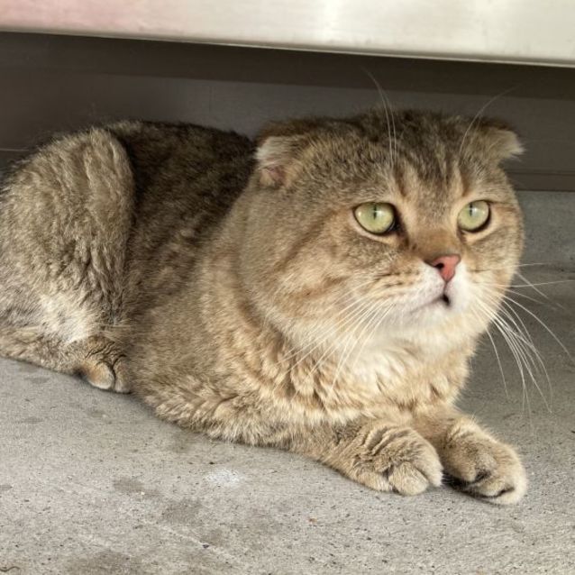 Photo of C1253 Mister