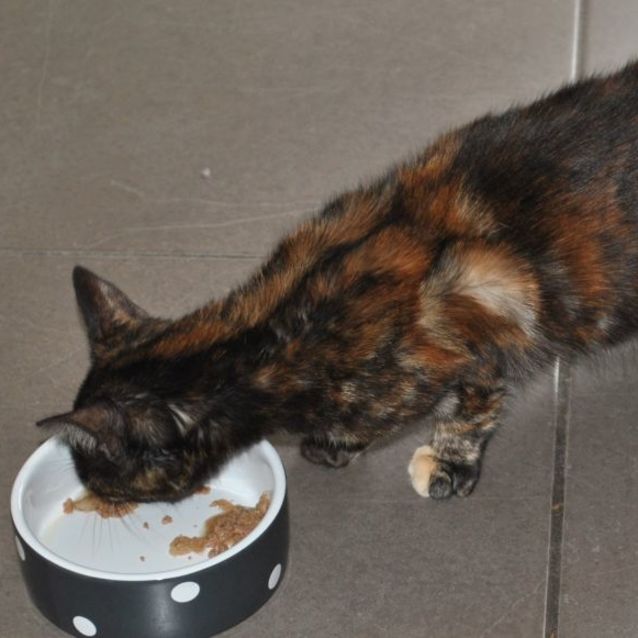 Photo of Harlequin   Reduced Adoption Fee