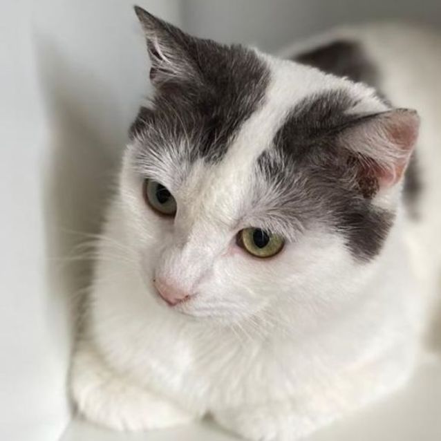 Photo of Dumpling ^^Dandy Cat Rescue^^