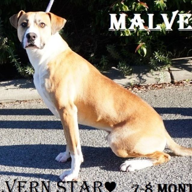 Photo of Malvern Star