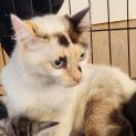 Photo of Skittles