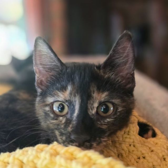 Photo of Violet🐈‍⬛️