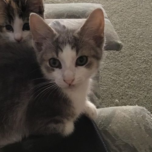 Seahawk**2nd Chance Cat Rescue**
