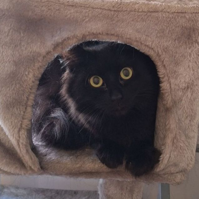 Photo of Poe