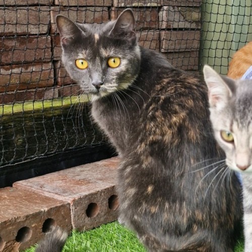 No photo for Twinkles