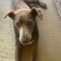 Photo of Toby