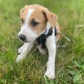 Photo of Camp Dog