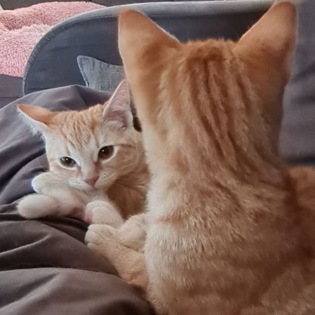 Photo of Meridah & Morris ^^Dandy Cat Rescue^^