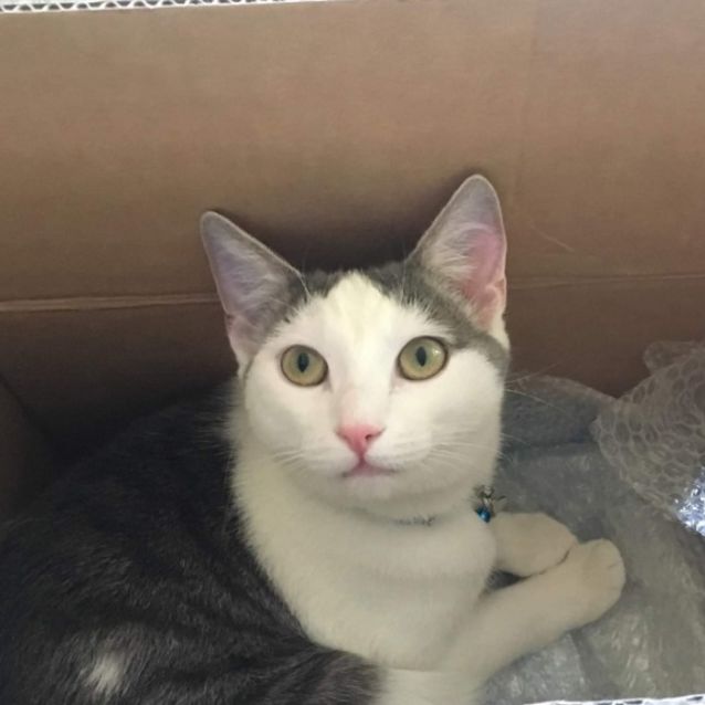 Photo of Ghost