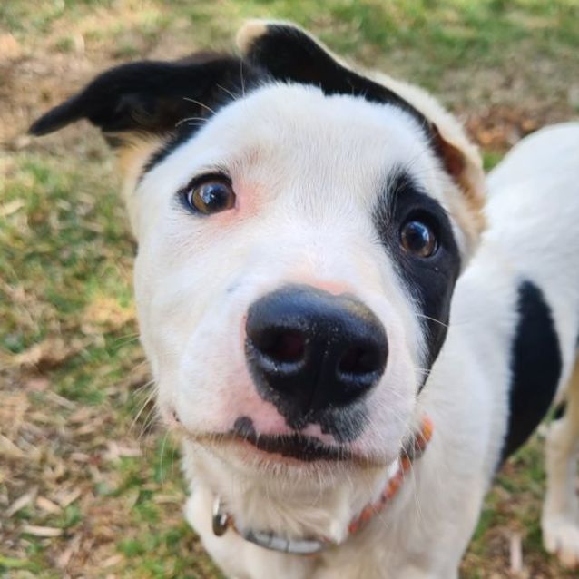 Photo of Soos (Pronounced Like Dr Seuss!)