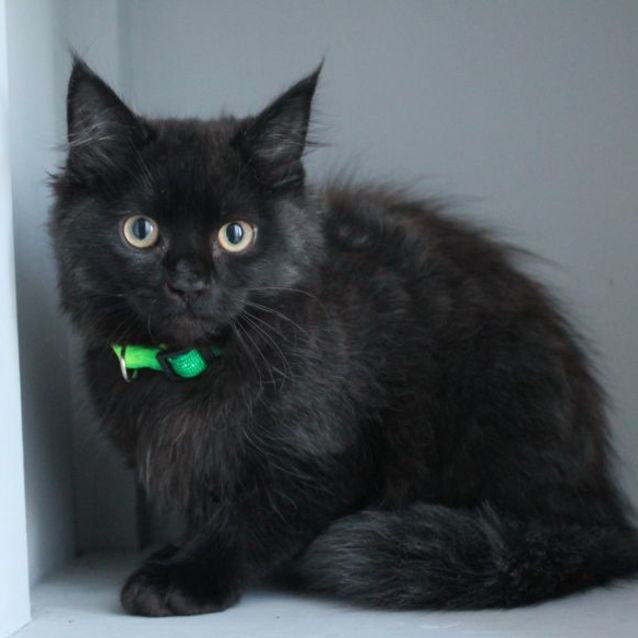 Photo of Mocha