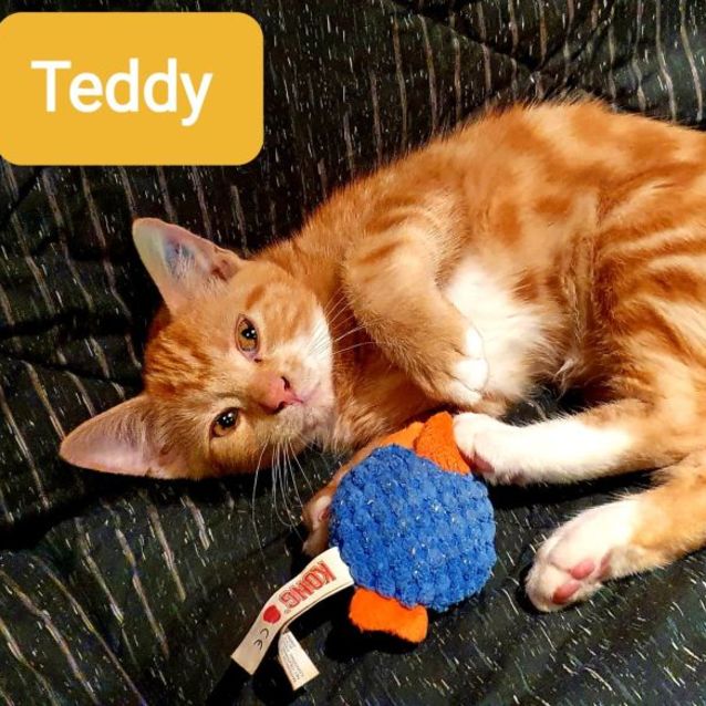 Photo of Teddy 