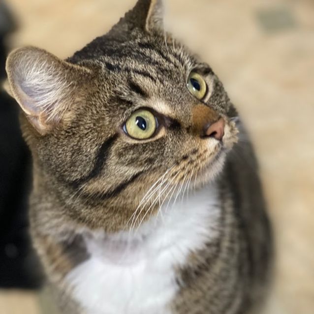 Photo of Biscuit