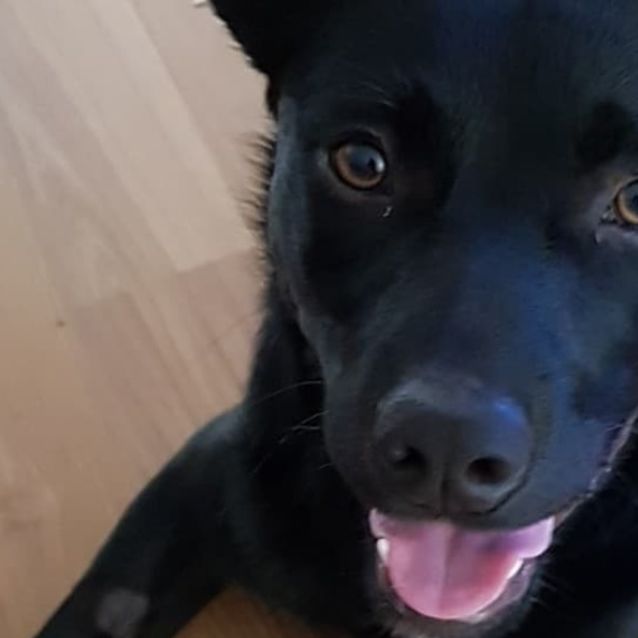 Photo of Baxter Db432