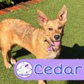 Photo of Cedar