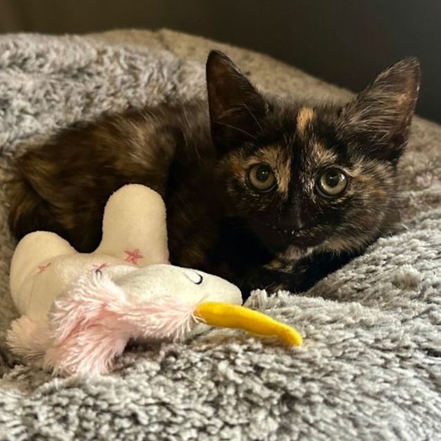 Photo of Sacher**2nd Chance Cat Rescue**