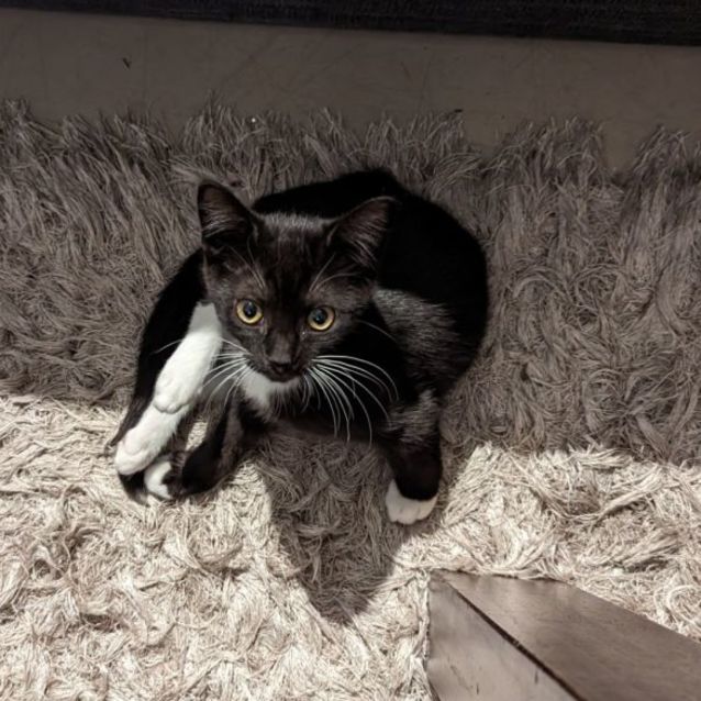 Photo of Alistair *9 Lives Project Rescue*