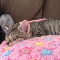 Photo of Tanza ** 2nd Chance Cat Rescue**