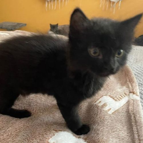 Salem**2nd Chance Cat Rescue**