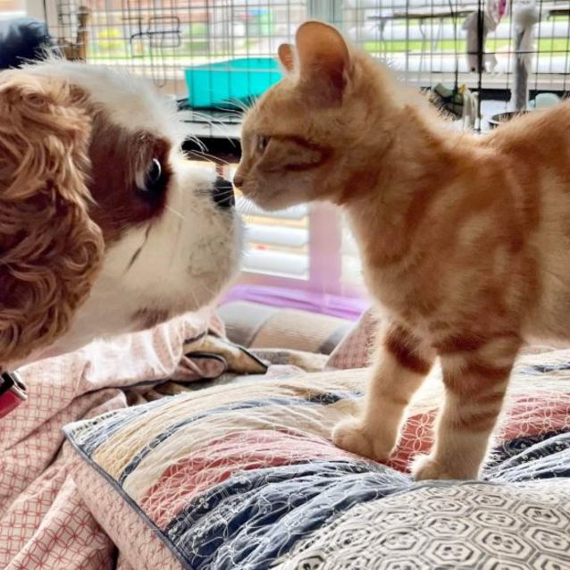 Photo of Trixie (Located In Croydon)