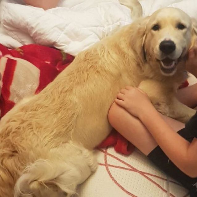 Sadie golden retriever sales