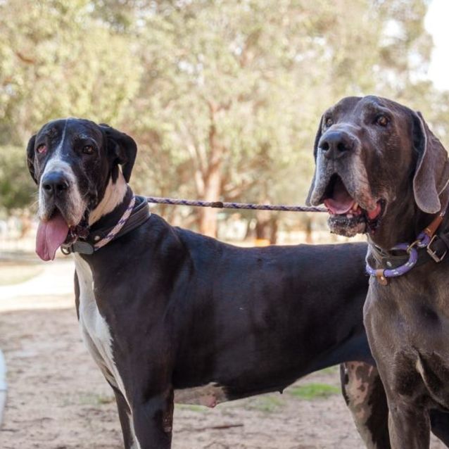 Photo of Nevada & Rhaegar 