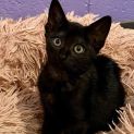 Photo of Malificent 