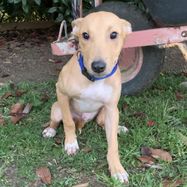 Whippet cross kelpie for sale cheap