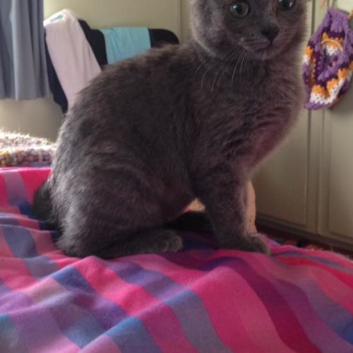 Georgia  **2nd Chance Cat Rescue**