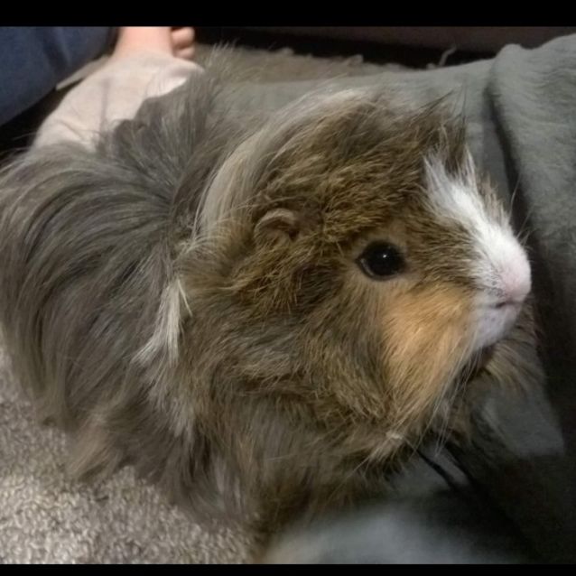 Photo of Zeus And Teddy