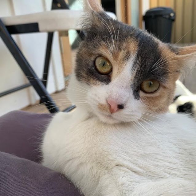 Photo of Calypso