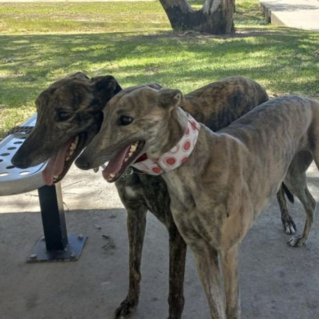 Photo of Maze And Spike