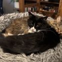 Photo of Cedric **2nd Chance Cat Rescue**