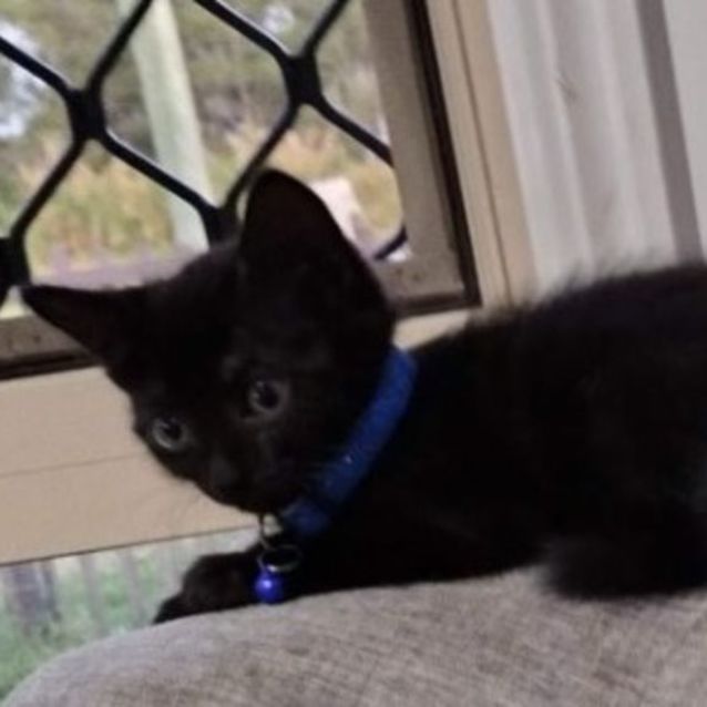 Photo of Panther