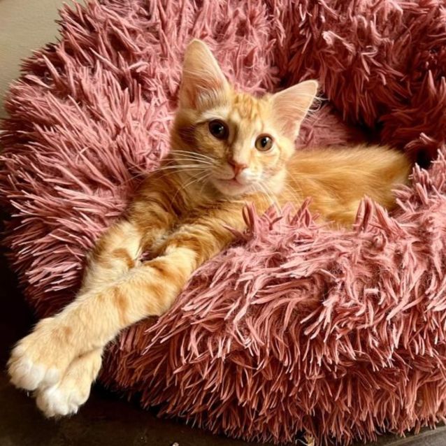 Photo of Arthur (Located In Croydon)