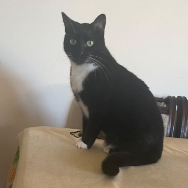 Photo of Sooty *9 Lives Project Rescue*