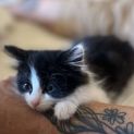 Photo of Todd (Tubbs)